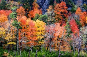 Fotografía Otoñal Yerko Vuscovich 3